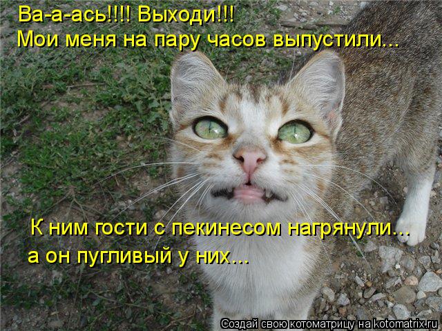 Ва-а-ась!!!! Выходи!!! Мои меня на пару часов выпустили... К ним гости с пекинесом нагрянули... а он ... Котоматрица: Ва-а-ась!!!! Выходи!!! Мои меня на пару часов выпустили... К ним гости с пекинесом нагрянули... а он пугливый у них...