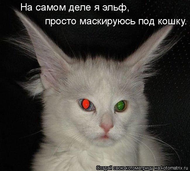 На самом деле я эльф, просто маскируюсь под кошку.... Котоматрица: На самом деле я эльф, просто маскируюсь под кошку.