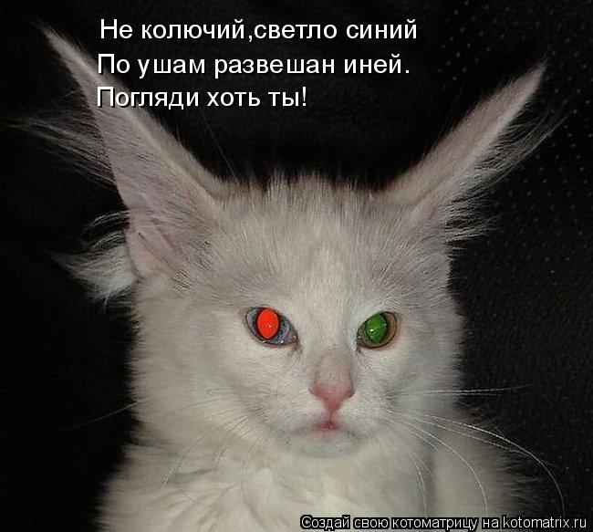 Не колючий,светло синий По ушам развешан иней. Погляди хоть ты!... Котоматрица: Не колючий,светло синий По ушам развешан иней. Погляди хоть ты!