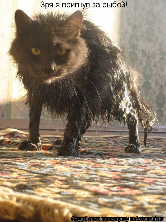 Зря я пригнул за рыбой!... Котоматрица: Зря я пригнул за рыбой!