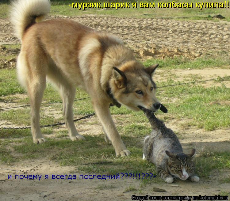 -мурзик,шарик я вам колбасы купила!!! и почему я всегда последний???!!!???-... Котоматрица: -мурзик,шарик я вам колбасы купила!!! и почему я всегда последний???!!!???-