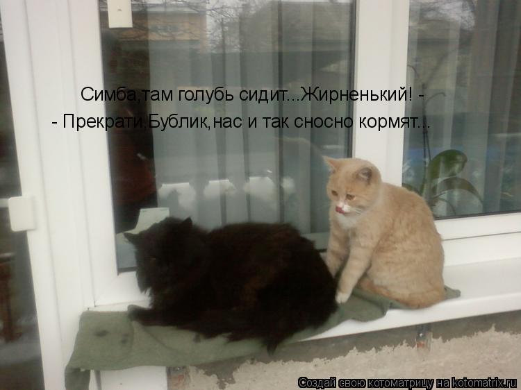 Симба,там голубь сидит...Жирненький! - - Прекрати,Бублик,нас и так сносно кормят...... Котоматрица: Симба,там голубь сидит...Жирненький! - - Прекрати,Бублик,нас и так сносно кормят...