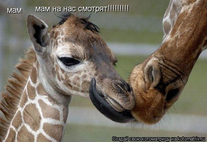 Котоматрица: мам мам на нас смотрят !!!!!!!!!