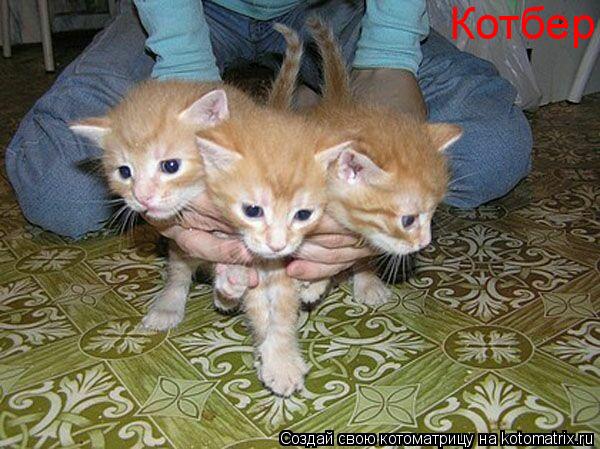 Котбер... Котоматрица: Котбер