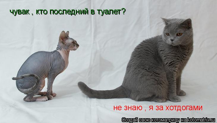 чувак , кто последний в туалет? не знаю , я за хотдогами... Котоматрица: чувак , кто последний в туалет? не знаю , я за хотдогами