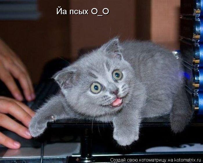 Йа псых О_О... Котоматрица: Йа псых О_О