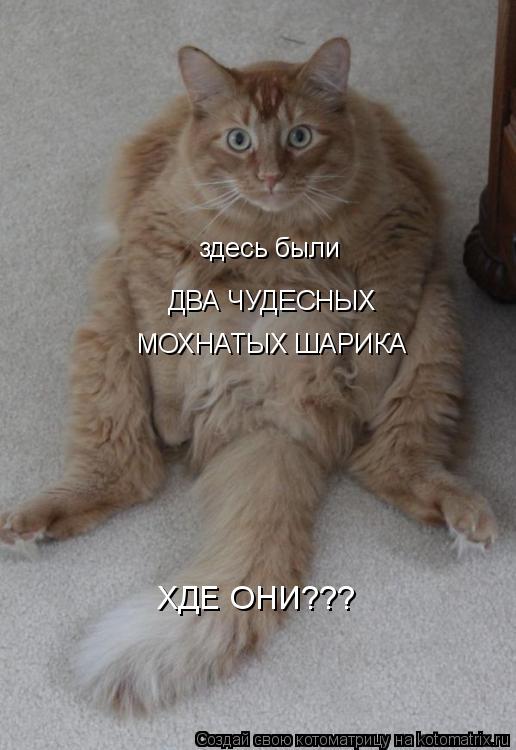 здесь были ДВА ЧУДЕСНЫХ МОХНАТЫХ ШАРИКА ХДЕ ОНИ???... Котоматрица: здесь были ДВА ЧУДЕСНЫХ МОХНАТЫХ ШАРИКА ХДЕ ОНИ???
