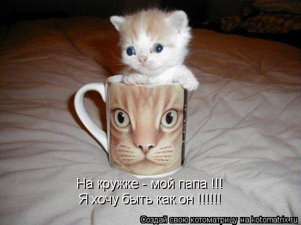 На кружке - мой папа !!! Я хочу быть как он !!!!!!... Котоматрица: На кружке - мой папа !!! Я хочу быть как он !!!!!!