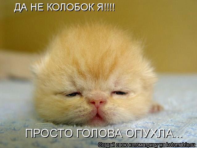 ДА НЕ КОЛОБОК Я!!!! ПРОСТО ГОЛОВА ОПУХЛА...... Котоматрица: ДА НЕ КОЛОБОК Я!!!! ПРОСТО ГОЛОВА ОПУХЛА...