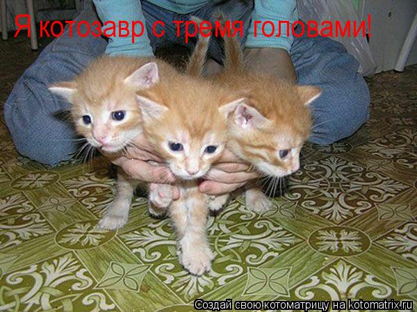 Я котозавр с тремя головами!... Котоматрица: Я котозавр с тремя головами!