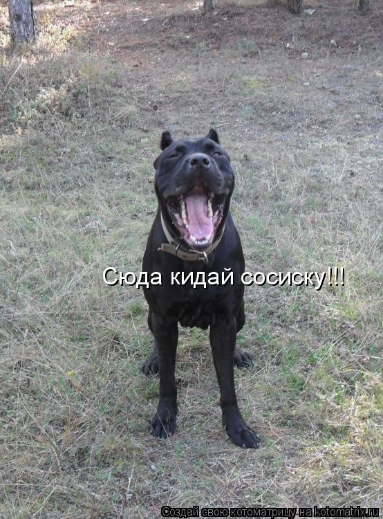 Котоматрица: Сюда кидай сосиску!!!