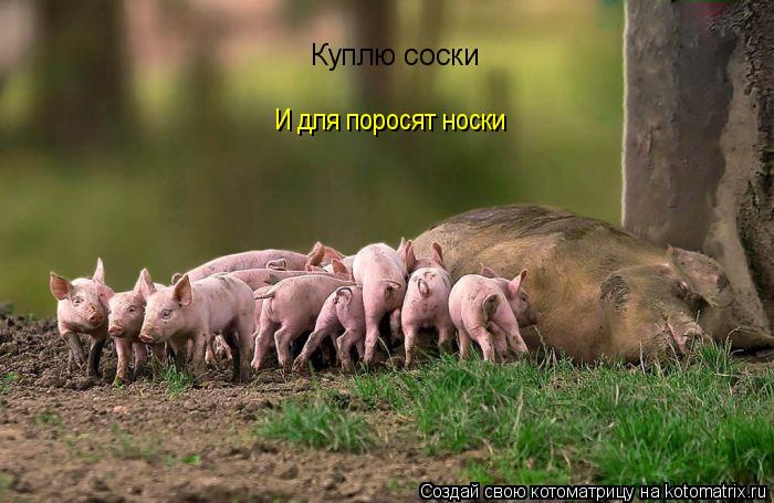 Котоматрица: Куплю соски И для поросят носки