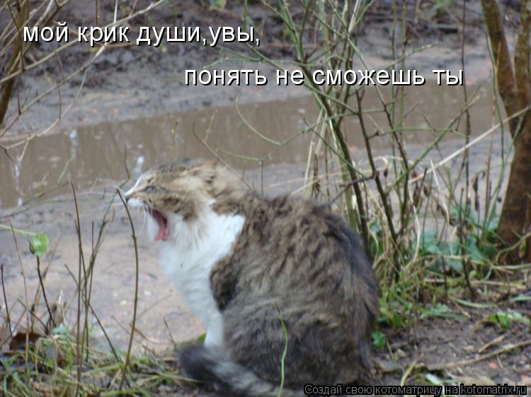 Котоматрица: мой крик души,увы, понять не сможешь ты