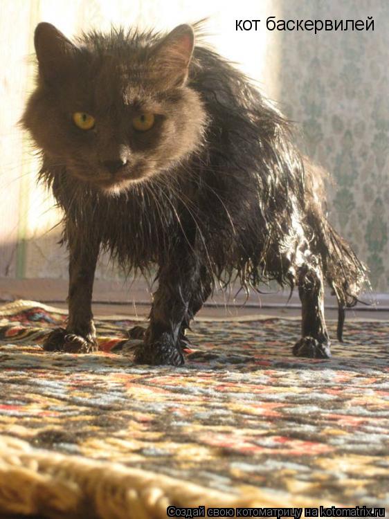 Котоматрица: кот баскервилей