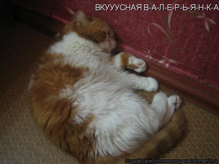 Котоматрица: ВКУУУСНАЯ В-А-Л-Е-Р-Ь-Я-Н-К-А!!