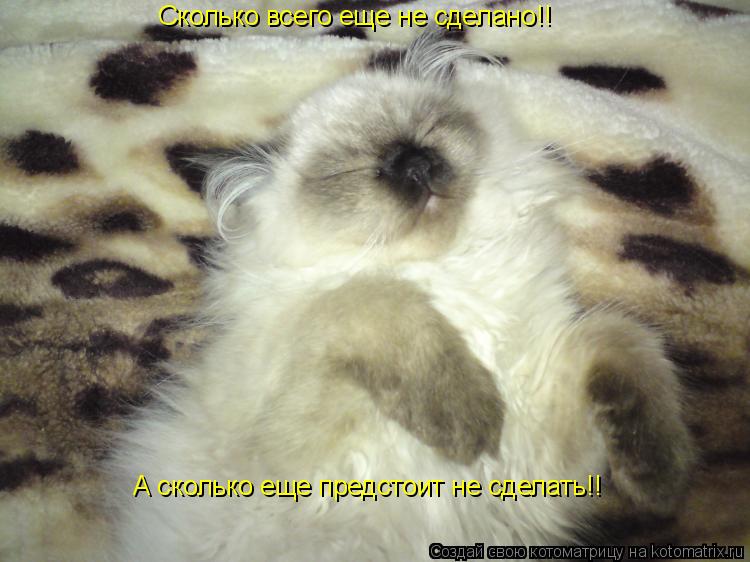 Котоматрица: Сколько всего еще не сделано!! А сколько еще предстоит не сделать!!