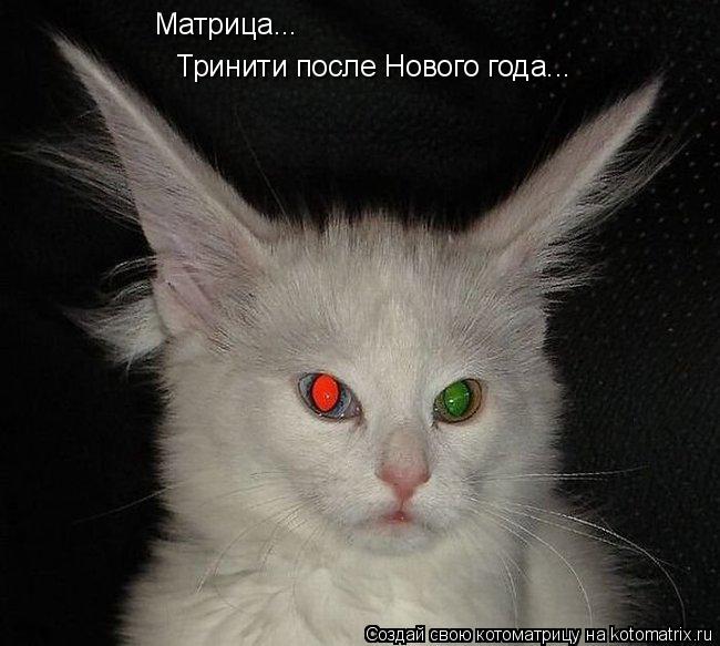 Котоматрица: Матрица... Тринити после Нового года...