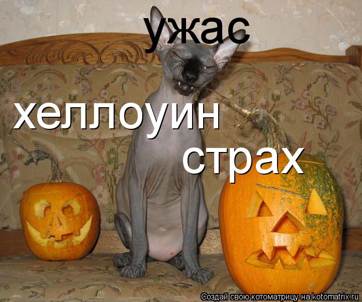 Котоматрица: хеллоуин страх ужас