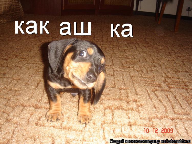 Котоматрица: как аш ка