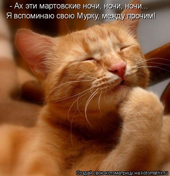 Я вспоминаю свою Мурку, между прочим! - Ах эти мартовские ночи, ночи, ночи...... Котоматрица: Я вспоминаю свою Мурку, между прочим! - Ах эти мартовские ночи, ночи, ночи...