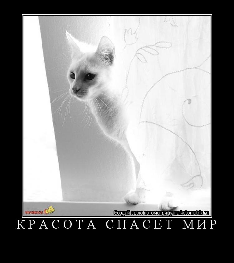 Котоматрица: КРАСОТА СПАСЕТ МИР 