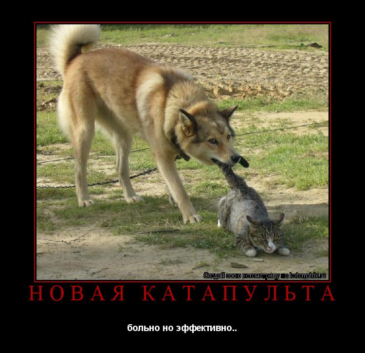 Котоматрица: Новая катапульта больно но эффективно..