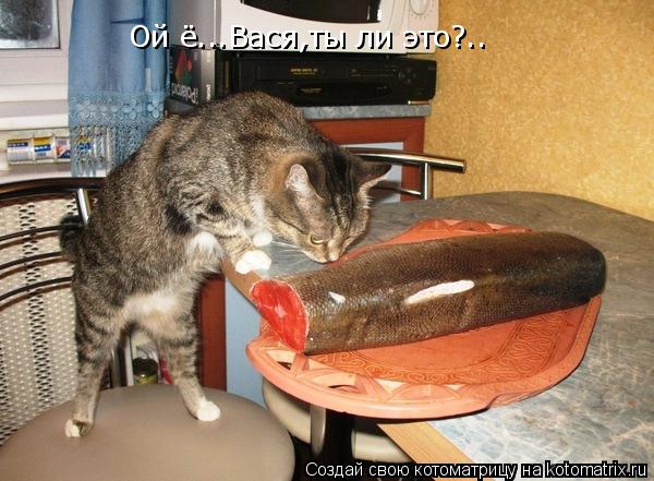 Котоматрица: Ой ё...Вася,ты ли это?..