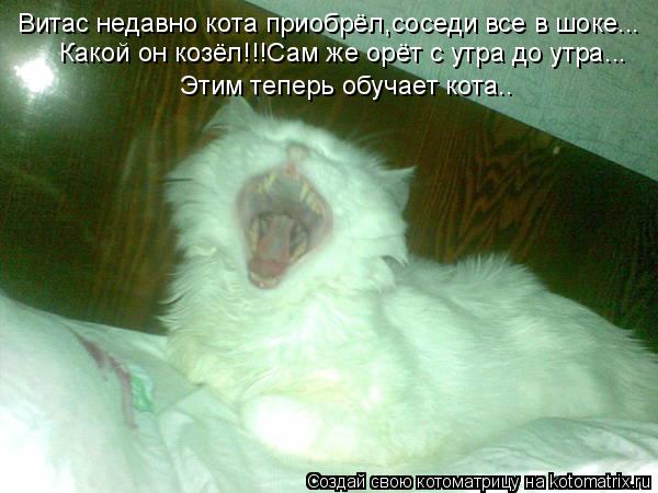 Котоматрица: Витас недавно кота приобрёл,соседи все в шоке... Какой он козёл!!!Сам же орёт с утра до утра... Этим теперь обучает кота..