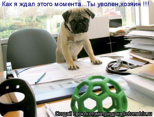 Котоматрица: Как я ждал этого момента...Ты уволен,хозяин !!!