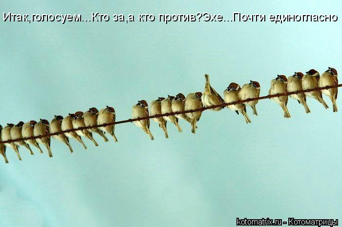 Котоматрица: Итак,голосуем...Кто за,а кто против?Эхе...Почти единогласно