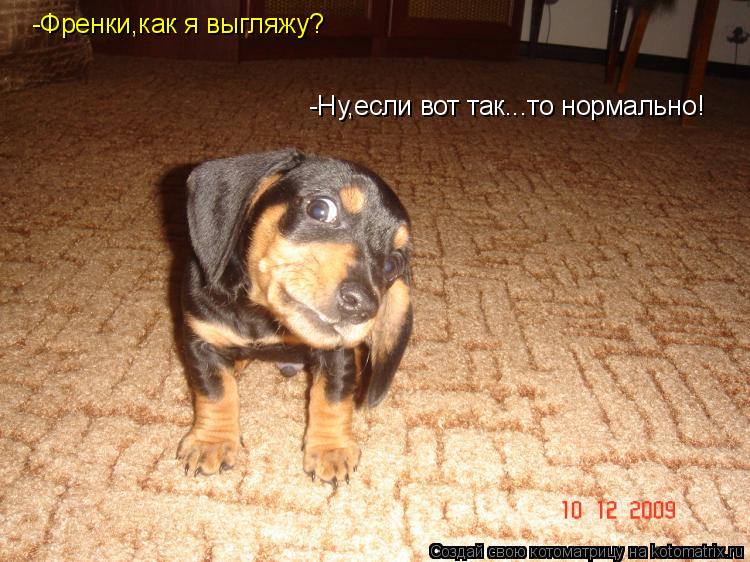 Котоматрица: -Френки,как я выгляжу? -Ну,если вот так...то нормально!