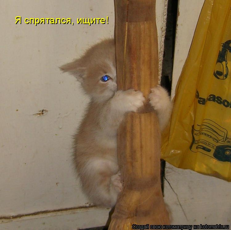 Я спрятался, ищите!... Котоматрица: Я спрятался, ищите!