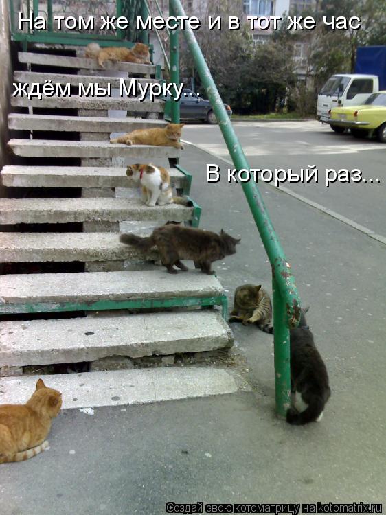 Котоматрица: На том же месте и в тот же час ждём мы Мурку... В который раз...