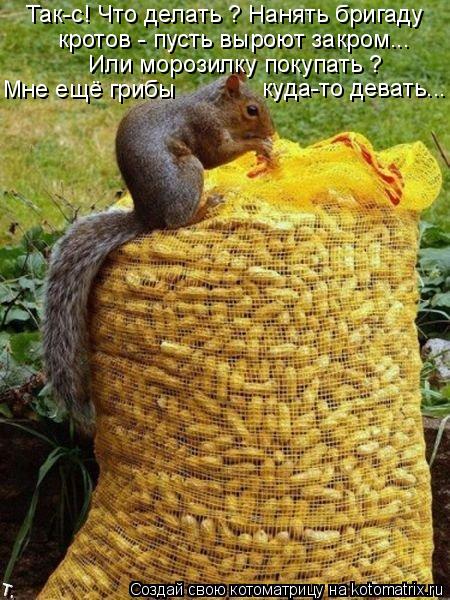 Котоматрица: Так-с! Что делать ? Нанять бригаду кротов - пусть выроют закром... Или морозилку покупать ? Мне ещё грибы  куда-то девать...