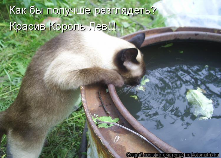 Котоматрица: Как бы получше разглядеть? Красив Король Лев!!!