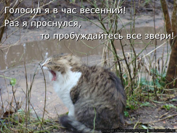 Котоматрица: Голосил я в час весенний! Раз я проснулся, то пробуждайтесь все звери!