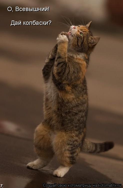 Котоматрица: О, Всевышний! Дай колбаски?