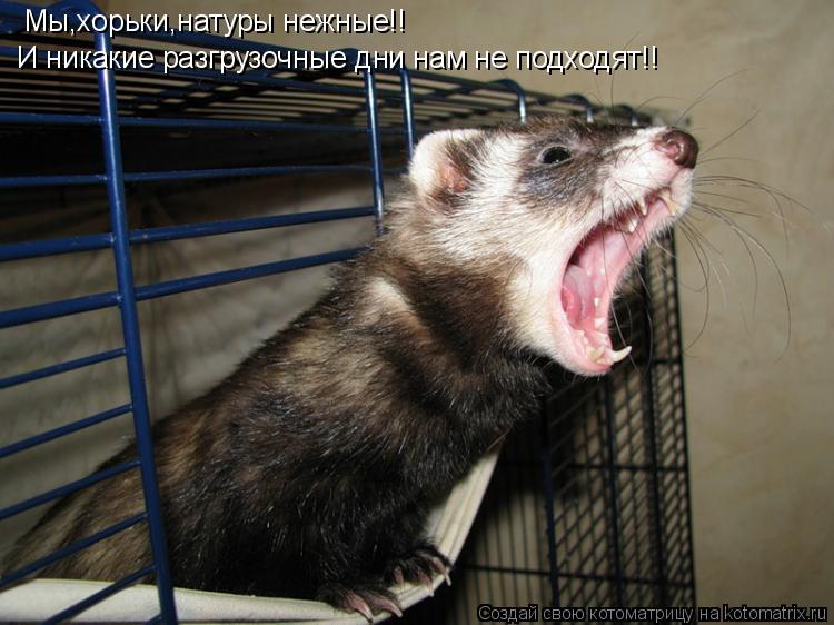 Котоматрица: Мы,хорьки,натуры нежные!! И никакие разгрузочные дни нам не подходят!!