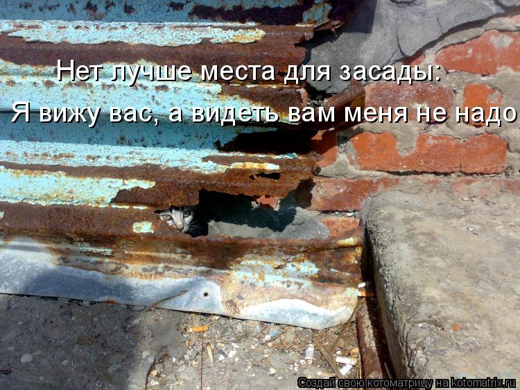 Котоматрица: Нет лучше места для засады: Я вижу вас, а видеть вам меня не надо!