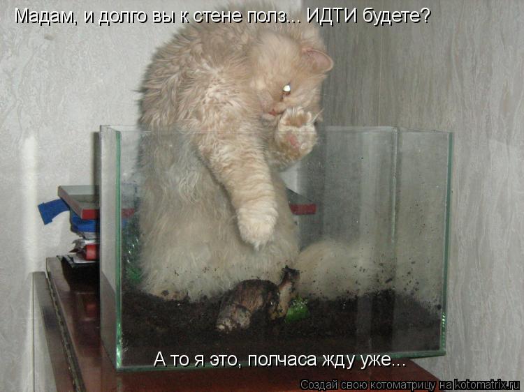 Котоматрица: А то я это, полчаса жду уже... Мадам, и долго вы к стене полз... ИДТИ будете?
