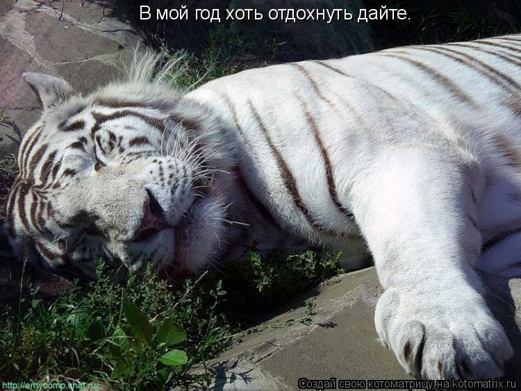 Котоматрица: В мой год хоть отдохнуть дайте.