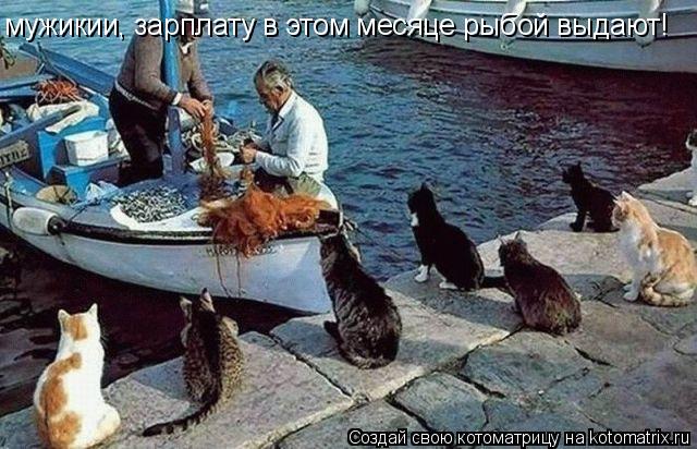 Котоматрица: мужикии, зарплату в этом месяце рыбой выдают!