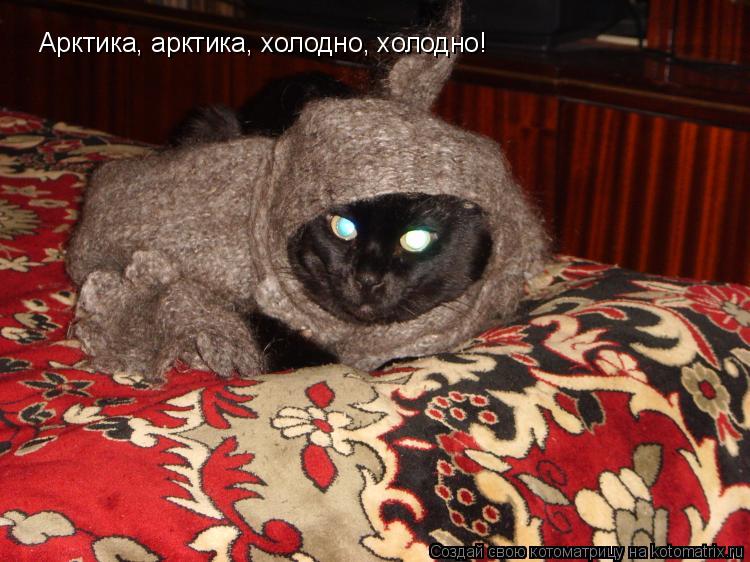 Котоматрица: Арктика, арктика, холодно, холодно!