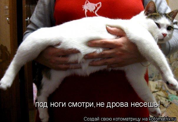 Котоматрица: под ноги смотри,не дрова несешь!