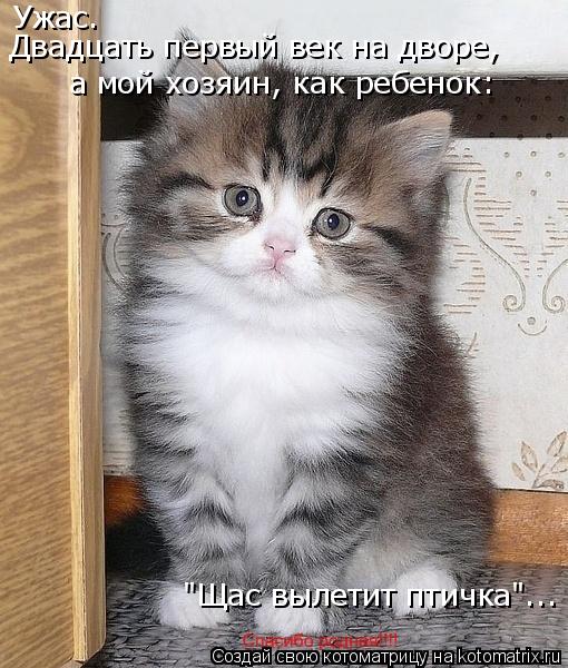 Котоматрица: "Щас вылетит птичка"... Ужас. Ужас. Двадцать первый век на дворе,  а мой хозяин, как ребенок: