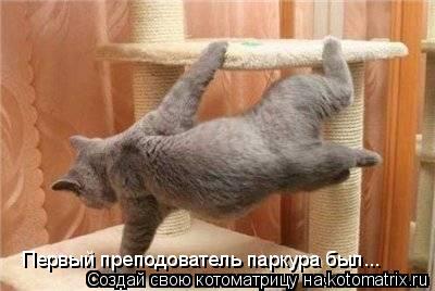 Котоматрица: Первый преподователь паркура был...