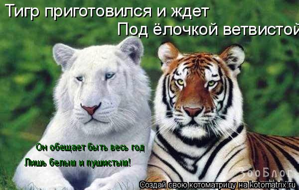 Котоматрица: Тигр приготовился и ждет   Под ёлочкой ветвистой. Он обещает быть весь год Лишь белым и пушистым!