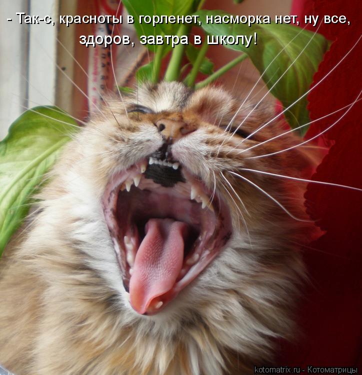 Котоматрица: - Так-с, красноты в горленет, насморка нет, ну все, здоров, завтра в школу!