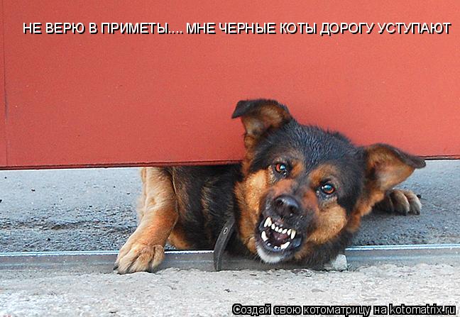 Котоматрица: НЕ ВЕРЮ В ПРИМЕТЫ.... МНЕ ЧЕРНЫЕ КОТЫ ДОРОГУ УСТУПАЮТ