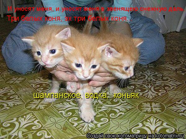 Котоматрица: И уносят меня, и уносят меня в звенящею снежную даль. Три белых коня, эх три белых коня... шампанское, водка,  коньяк